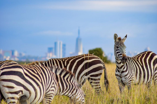 Photo for The Nairobi National Park